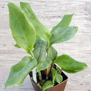 CARDAMOM HERB Seeds ,Grow Indoors or Outdoors - Caribbean garden seed