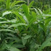 CARDAMOM HERB Seeds ,Grow Indoors or Outdoors - Caribbean garden seed