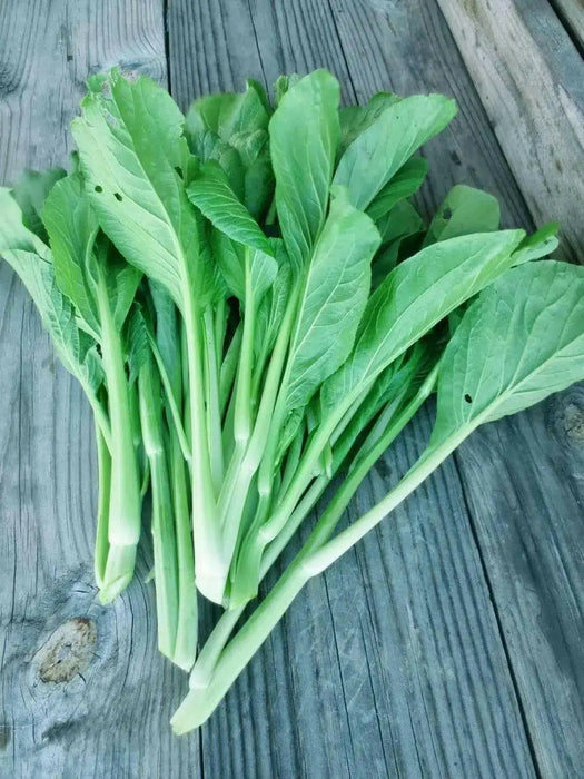 Cantonese pak choy Seeds - Asian Vegetables, - Caribbean garden seed