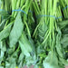 Cantonese pak choy Seeds - Asian Vegetables, - Caribbean garden seed