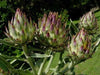 Cardoon Seeds - purple flowers, Perennial vegetable - Caribbean garden seed