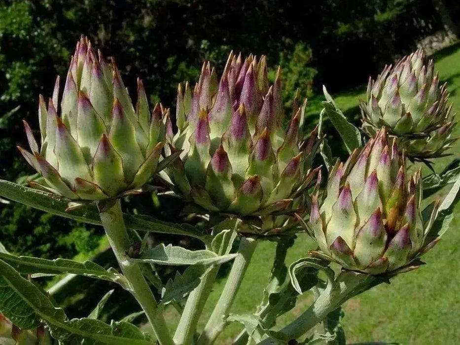 Cardoon Seeds - purple flowers, Perennial vegetable - Caribbean garden seed