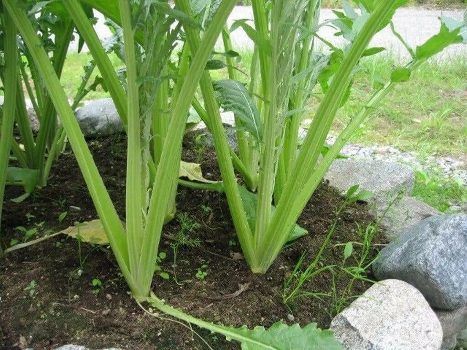Cardoon Seeds - purple flowers, Perennial vegetable - Caribbean garden seed