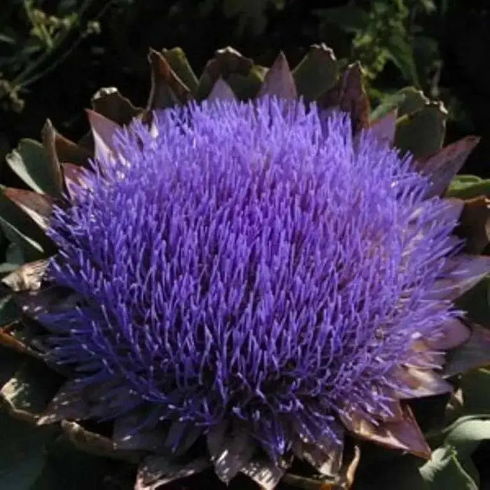 Cardoon Seeds - purple flowers, Perennial vegetable - Caribbean garden seed
