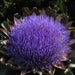 Cardoon Seeds - purple flowers, Perennial vegetable - Caribbean garden seed