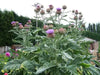 Cardoon Seeds - purple flowers, Perennial vegetable - Caribbean garden seed