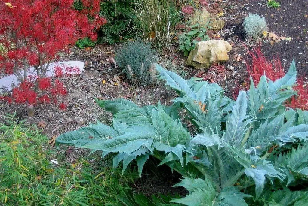 Cardoon Seeds - purple flowers, Perennial vegetable - Caribbean garden seed