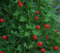Cardinal Climber FLOWERS Seeds, Hummingbirds vine ! - Caribbean garden seed
