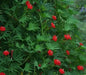 Cardinal Climber FLOWERS Seeds, Hummingbirds vine ! - Caribbean garden seed