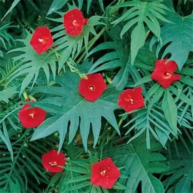 Cardinal Climber FLOWERS Seeds, Hummingbirds vine ! - Caribbean garden seed