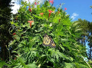 Cardinal Climber FLOWERS Seeds, Hummingbirds vine ! - Caribbean garden seed