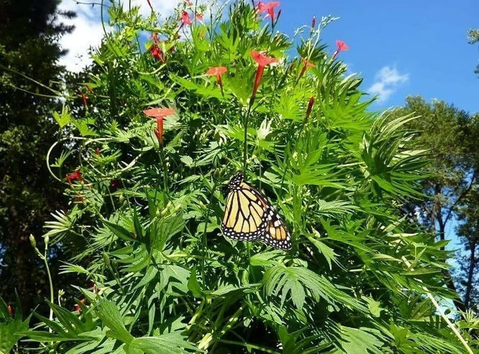 Cardinal Climber FLOWERS Seeds, Hummingbirds vine ! - Caribbean garden seed