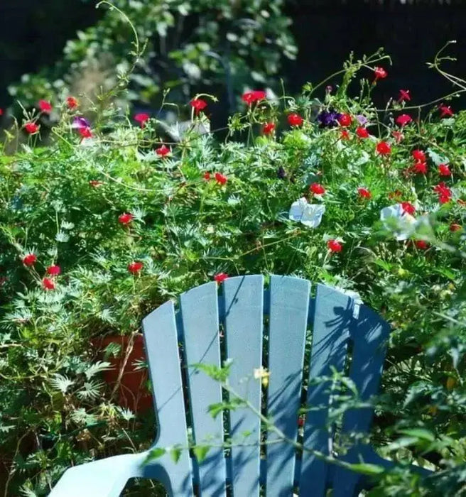 Cardinal Climber FLOWERS Seeds, Hummingbirds vine ! - Caribbean garden seed