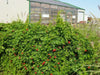 Cardinal Climber FLOWERS Seeds, Hummingbirds vine ! - Caribbean garden seed