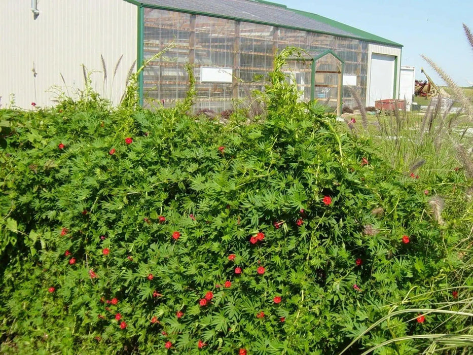 Cardinal Climber FLOWERS Seeds, Hummingbirds vine ! - Caribbean garden seed