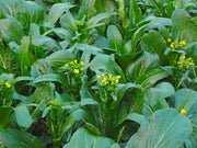 Cantonese pak choy Seeds,  Asian Vegetables,Late spring or late summer/fall - Caribbean garden seed