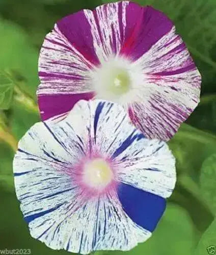 Carnevale Di Venezia - Morning Glory Mix - Vigorous climber with stunning flower - Caribbean garden seed