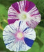 Carnevale Di Venezia - Morning Glory Mix - Vigorous climber with stunning flower - Caribbean garden seed