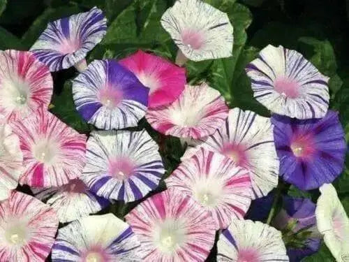 Carnevale Di Venezia - Morning Glory Mix - Vigorous climber with stunning flower - Caribbean garden seed