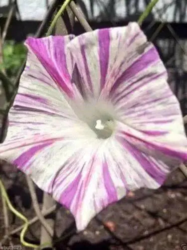 Carnevale Di Venezia - Morning Glory Mix - Vigorous climber with stunning flower - Caribbean garden seed