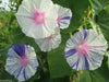 Carnevale Di Venezia - Morning Glory Mix - Vigorous climber with stunning flower - Caribbean garden seed