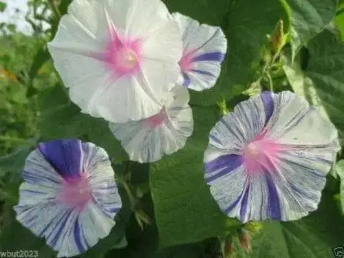 Carnevale Di Venezia - Morning Glory Mix - Vigorous climber with stunning flower - Caribbean garden seed