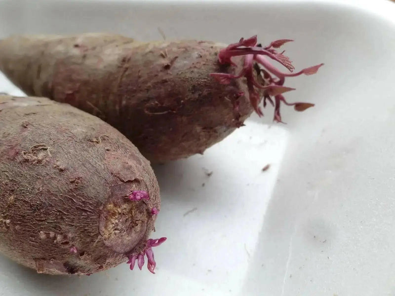 CAROLINA RUBY SWEET POTATO SLIPS - Caribbean garden seed