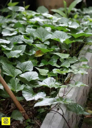 CAROLINA RUBY SWEET POTATO SLIPS - Caribbean garden seed