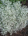Carolina Snow, FLOWERS Seed .Euphorbia corollata - Caribbean garden seed