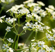 Carolina Snow, FLOWERS Seed .Euphorbia corollata - Caribbean garden seed