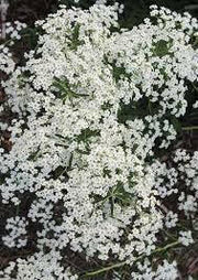 Carolina Snow, FLOWERS Seed .Euphorbia corollata - Caribbean garden seed