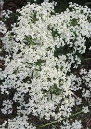 Carolina Snow, FLOWERS Seed .Euphorbia corollata - Caribbean garden seed