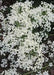Carolina Snow, FLOWERS Seed .Euphorbia corollata - Caribbean garden seed