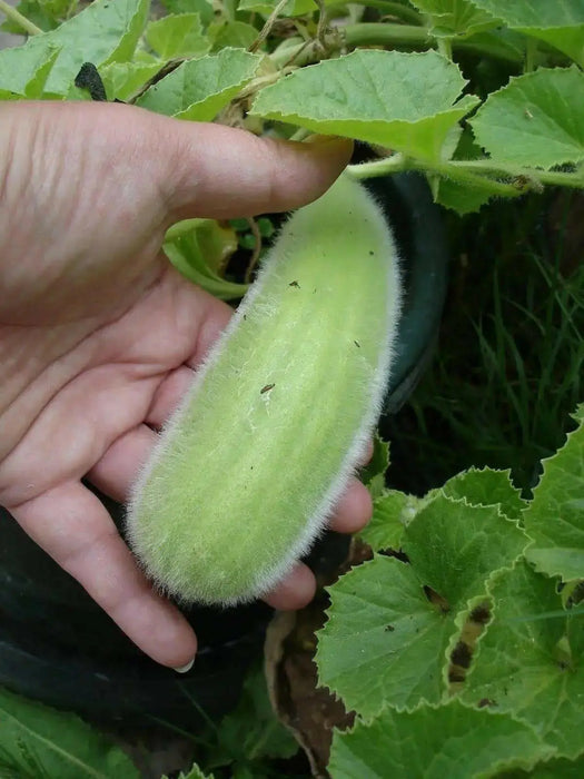 Carosello Cucumber Seeds, Italian Vegetable ,Cucumber/Melon - Caribbean garden seed