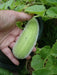 Carosello Cucumber Seeds, Italian Vegetable ,Cucumber/Melon - Caribbean garden seed
