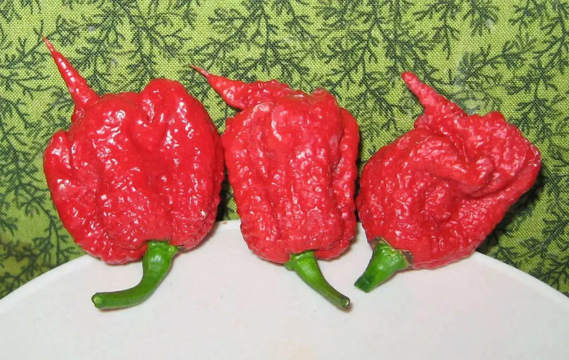 Carolina Reaper , (LIVE PEPPER PLANT) World's Hottest - Caribbean garden seed