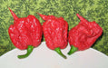 Carolina Reaper , (LIVE PEPPER PLANT) World's Hottest - Caribbean garden seed