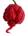 Carolina Reaper , (LIVE PEPPER PLANT) World's Hottest - Caribbean garden seed