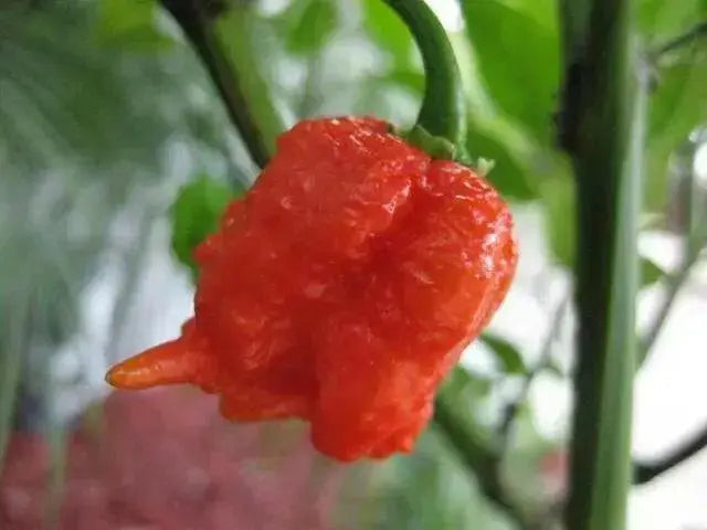Carolina Reaper , (LIVE PEPPER PLANT) World's Hottest - Caribbean garden seed