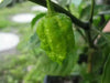 Carolina Reaper , (LIVE PEPPER PLANT) World's Hottest - Caribbean garden seed