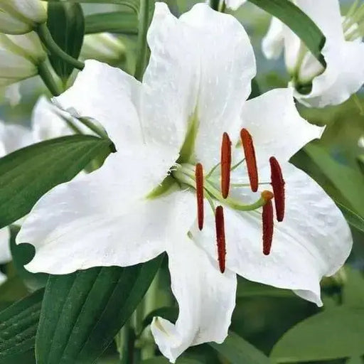 Casa Blanca ORIENTAL LILY ( BULBS) PERENNIAL - Caribbean garden seed