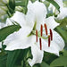 Casa Blanca ORIENTAL LILY ( BULBS) PERENNIAL - Caribbean garden seed