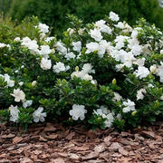 Cape Jasmine Seeds,TROPICAL  fragrant Exotic Shrub - Caribbean garden seed