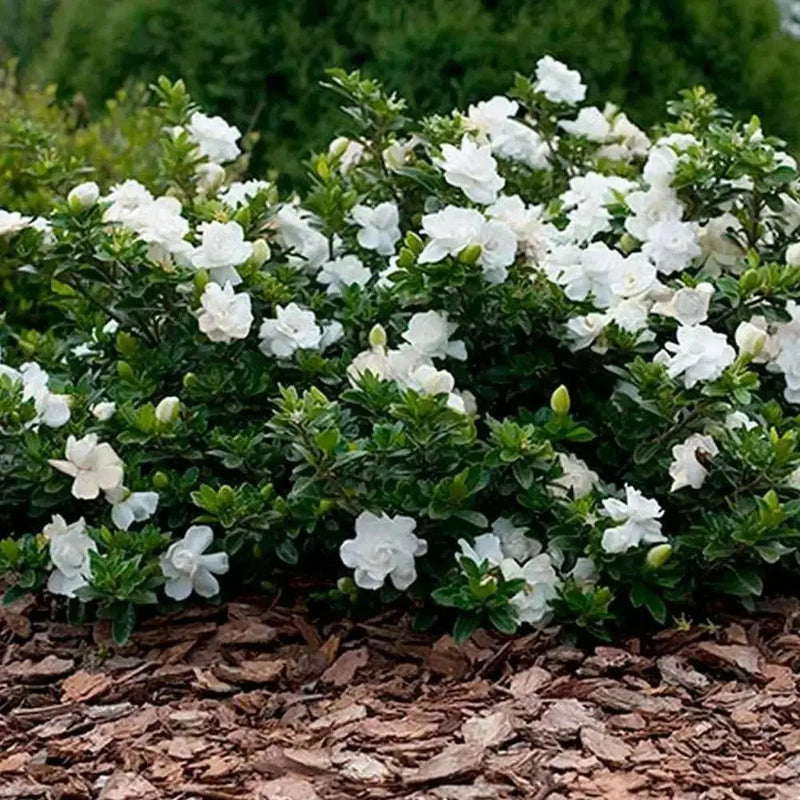 Cape Jasmine Seeds,TROPICAL  fragrant Exotic Shrub - Caribbean garden seed