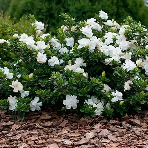 Cape Jasmine Seeds,TROPICAL  fragrant Exotic Shrub - Caribbean garden seed