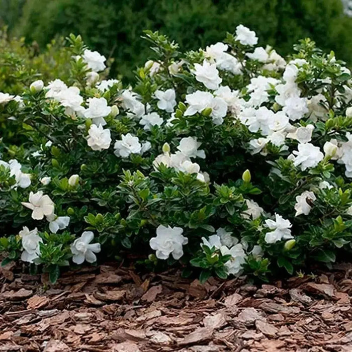 Cape Jasmine Seeds,TROPICAL  fragrant Exotic Shrub - Caribbean garden seed