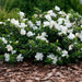 Cape Jasmine Seeds,TROPICAL  fragrant Exotic Shrub - Caribbean garden seed