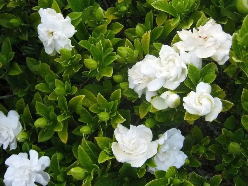 Cape Jasmine Seeds,TROPICAL  fragrant Exotic Shrub - Caribbean garden seed