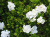 Cape Jasmine Seeds,TROPICAL  fragrant Exotic Shrub - Caribbean garden seed