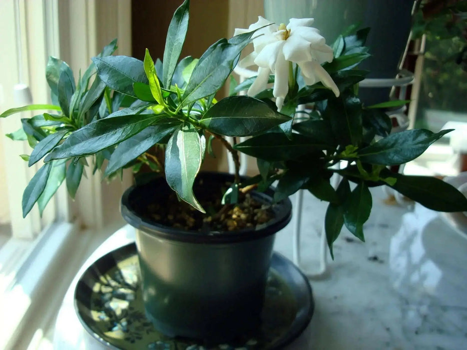 Cape Jasmine Seeds,TROPICAL  fragrant Exotic Shrub - Caribbean garden seed